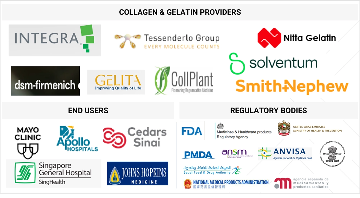 Collagen & Gelatin Market Ecosystem