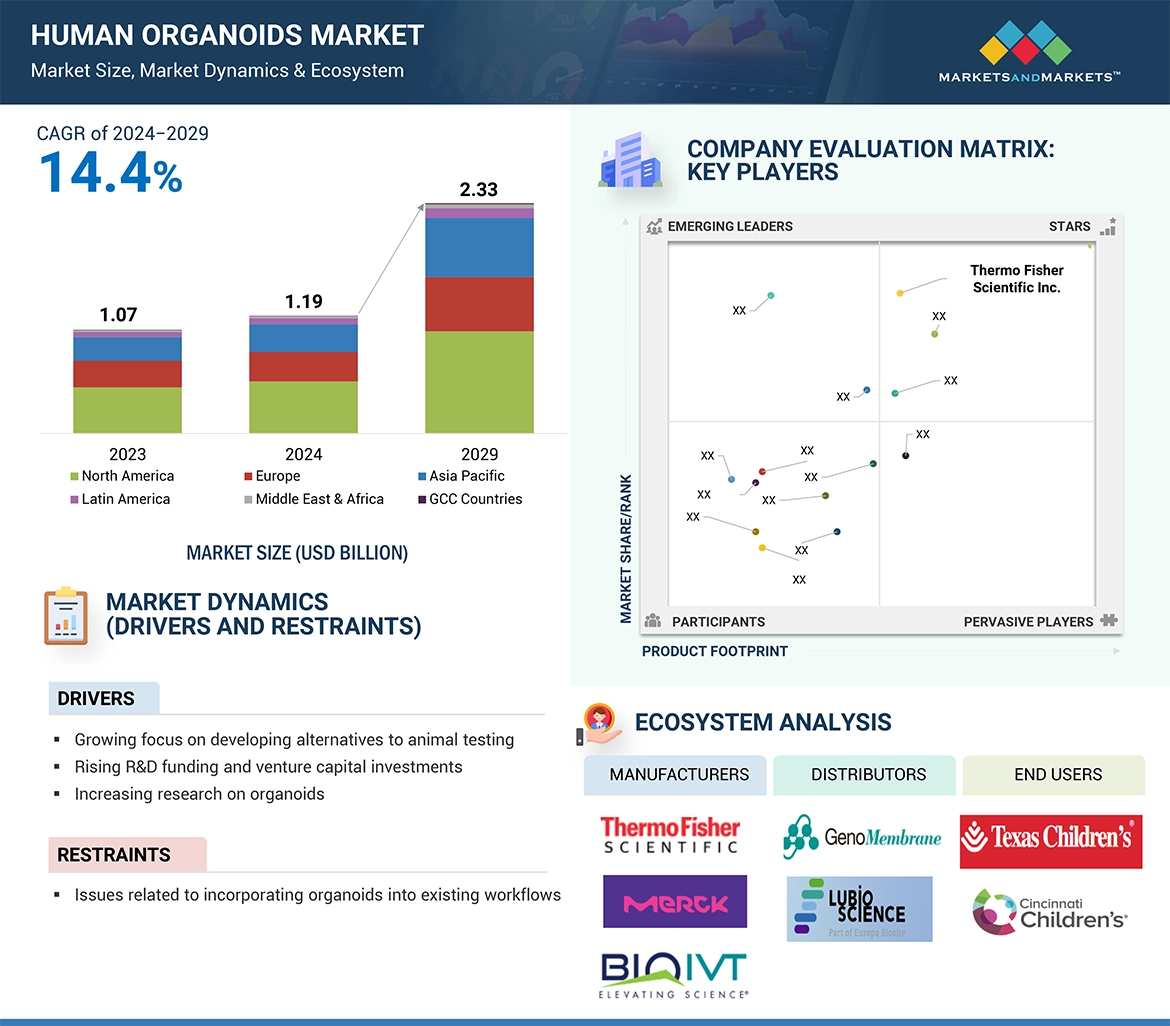 Human Organoids Market � Global Forecast and Key Opportunities to 2029